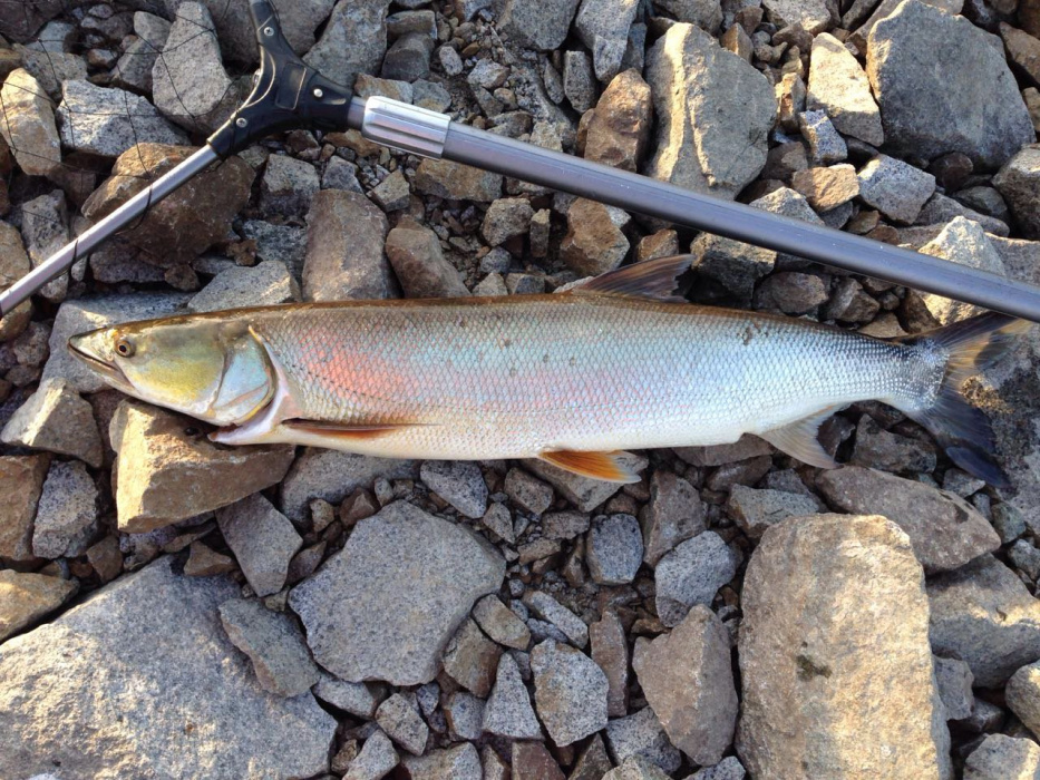 Желтощёк (лат. Elopichthys bambusa) Желтощёк (лат. Elopichthys bambusa)