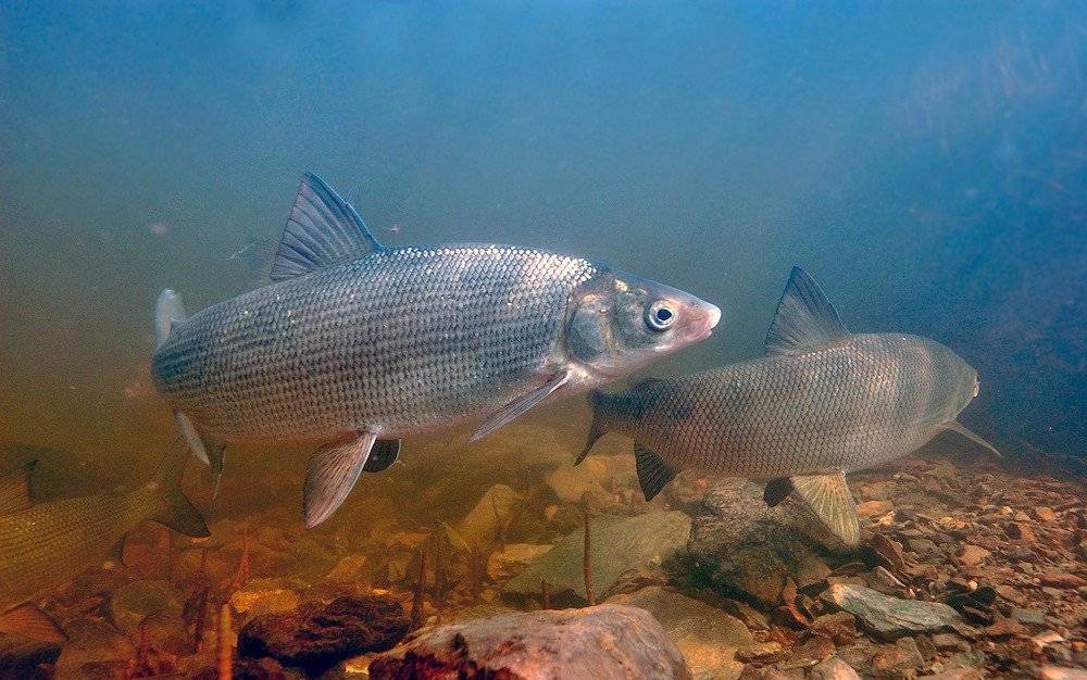 Муксун (лат. Coregonus muksun) Муксун (лат. Coregonus muksun)