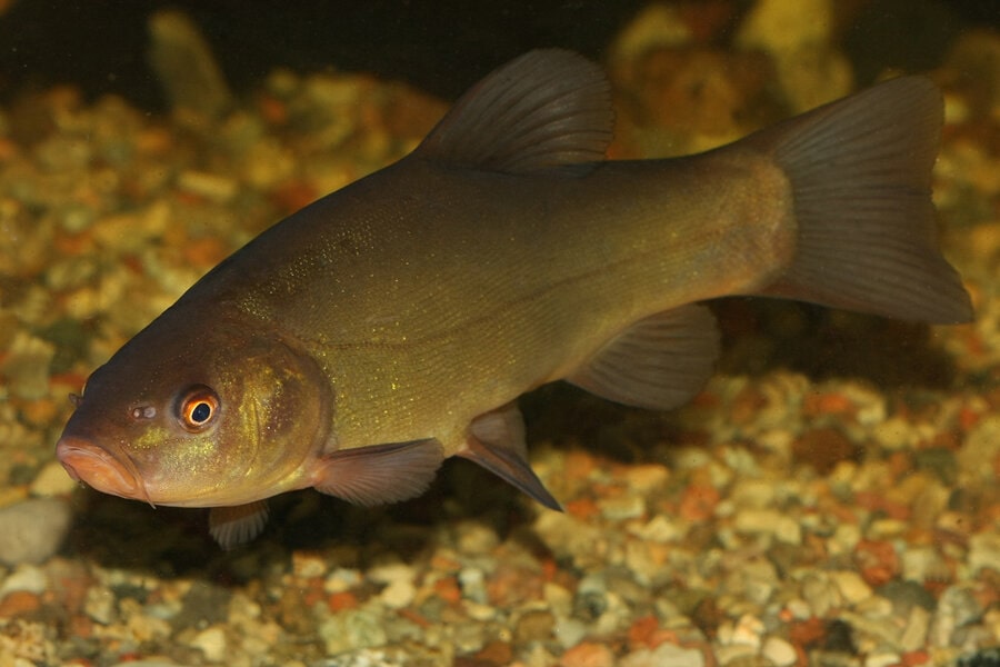 Линь (лат. Tinca tinca) Линь (лат. Tinca tinca)