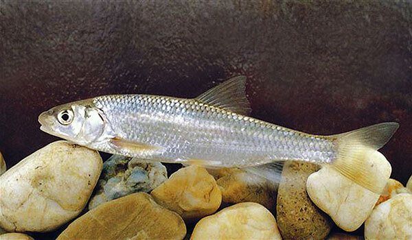Елец (лат. Leuciscus leuciscus) Елец (лат. Leuciscus leuciscus)