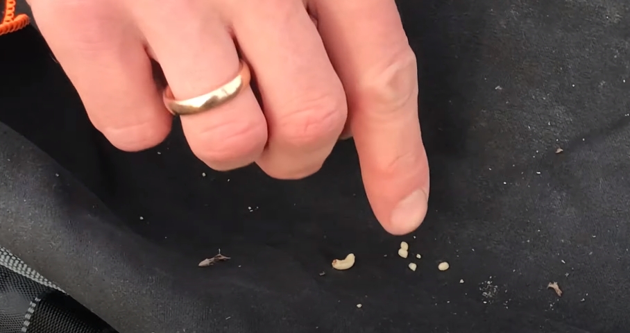 Репейник и чернобыльник - насадка для ловли рыбы Репейник и чернобыльник - насадка для ловли рыбы