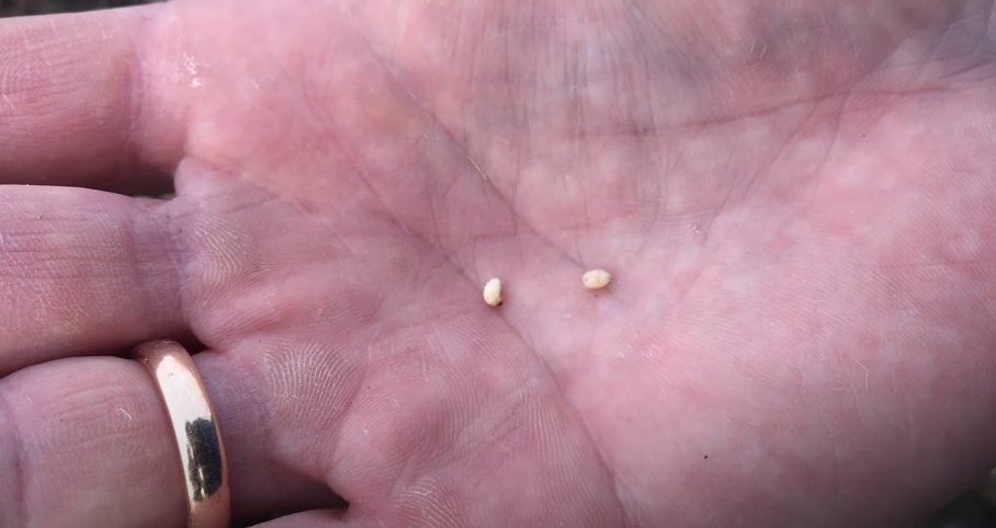 Репейник и чернобыльник - насадка для ловли рыбы Репейник и чернобыльник - насадка для ловли рыбы