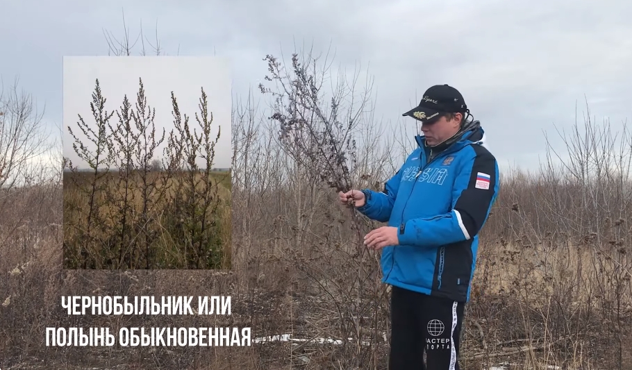 Репейник и чернобыльник - насадка для ловли рыбы Репейник и чернобыльник - насадка для ловли рыбы