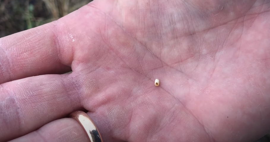 Репейник и чернобыльник - насадка для ловли рыбы Репейник и чернобыльник - насадка для ловли рыбы