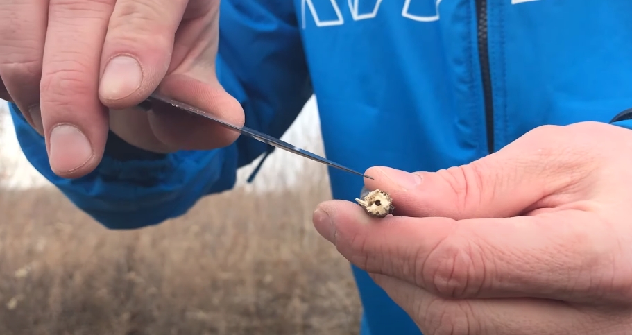 Репейник и чернобыльник - насадка для ловли рыбы Репейник и чернобыльник - насадка для ловли рыбы